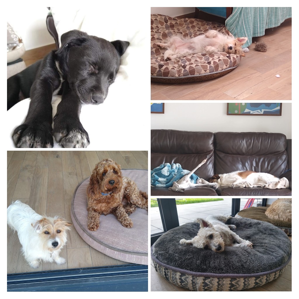 Dog Walkers, Dog Home Boarding and Pet Sitters serving Sully, Penarth